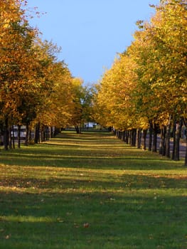line of autumn trees with yellow colored foliage