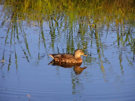duck at the lake