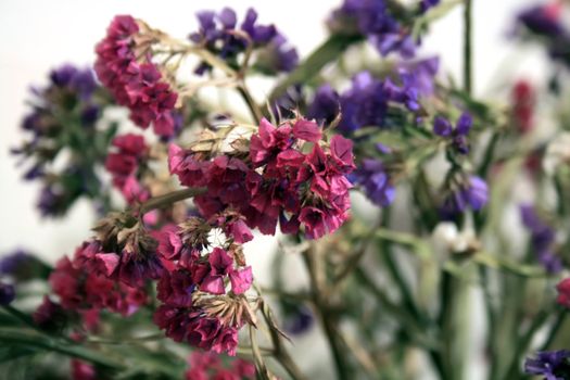 dried many-coloured flowers, red, violet, white