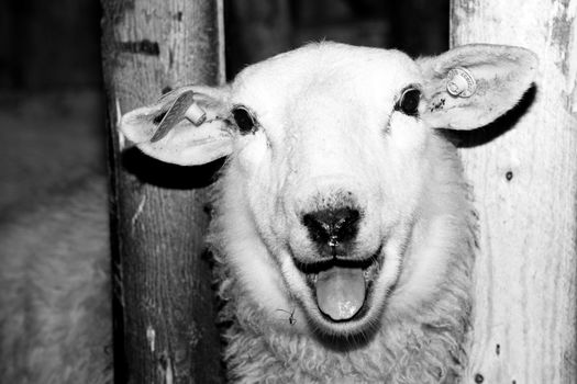 Black and white photo of an sheep