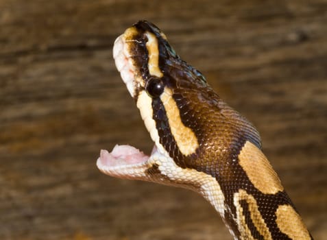 Close up of an snake head