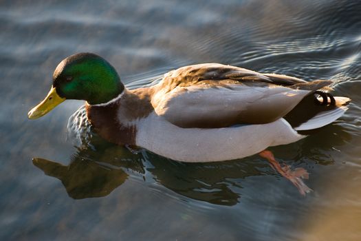 Close up of an swimming duck