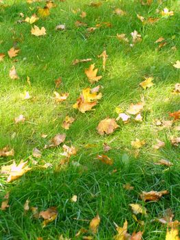 fall maple leaves on the green grass