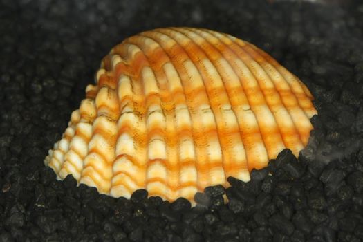 Yellow and white shell on black gravel