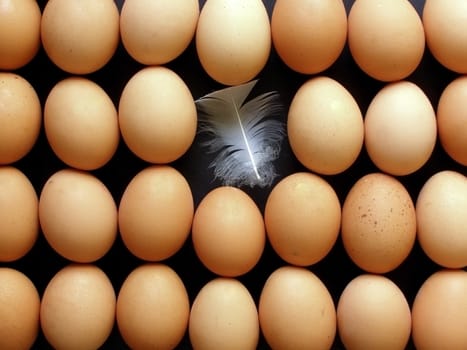 swan feather among brown eggs