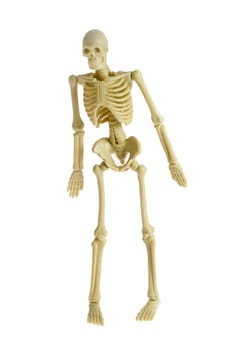 a standing skeleton on white