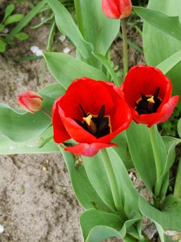 red tulips in the spring garder, colorfull flowers