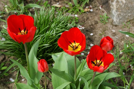 red tulips in the spring garder, colorfull flowers