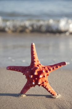 Starfish on a yellow sand beach 