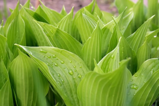 New green hosta with water drops on leaves, close-up photo