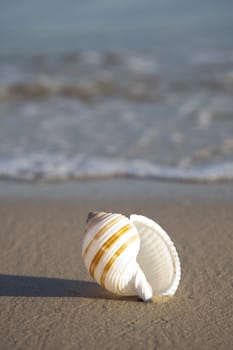 Starfish on a yellow sand beach 