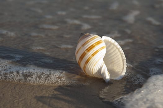 Starfish on a yellow sand beach 