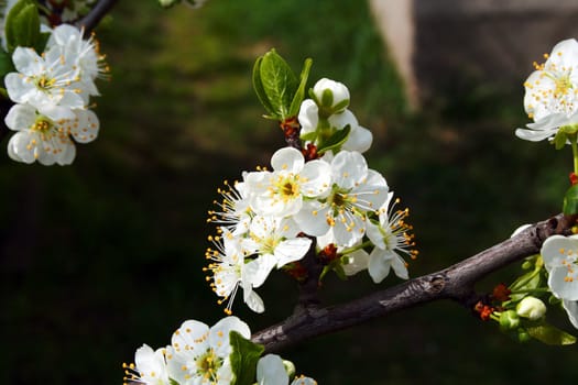 white cherry flowers and new leaf on branch, after rain