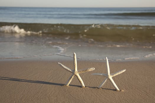 Starfish on a yellow sand beach 