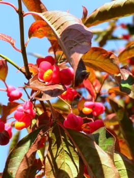 red flowers on the branch of autumn tree     