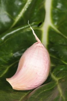 Garlic on green mangel leaf