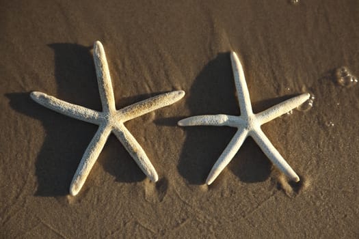 Starfish on a yellow sand beach 