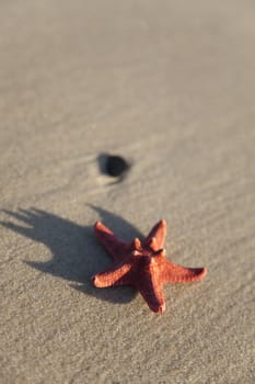 Starfish on a yellow sand beach 