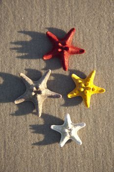 Starfish on a yellow sand beach 