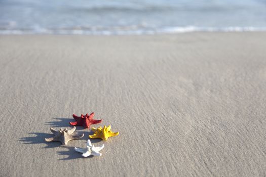 Starfish on a yellow sand beach 