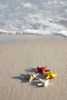 Starfish on a yellow sand beach 