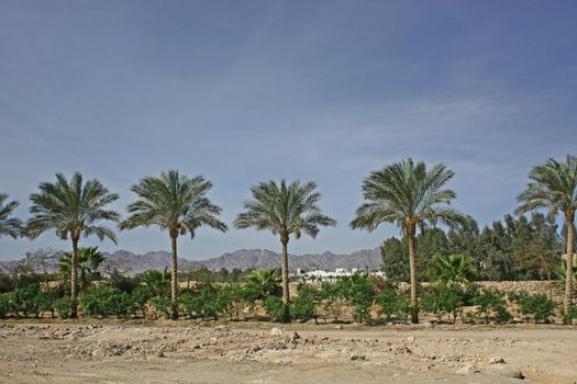  Egipt,city Charm-el-sheikh. Along city streets palm trees grow.

