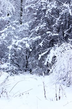 Wood covered with snow removed by a sunny day