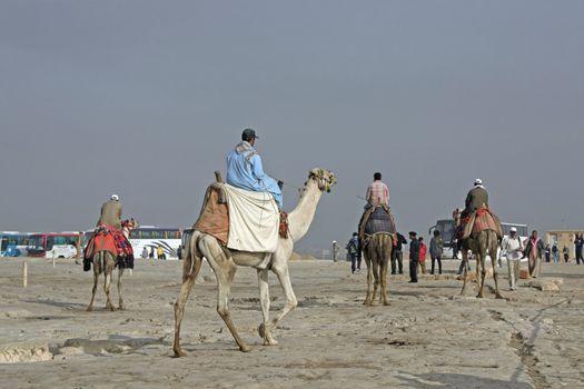 Egypt, Cairo, Giza, Egyptian camels.
