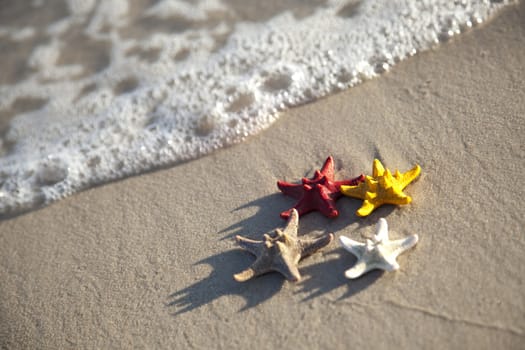 Starfish on a yellow sand beach 