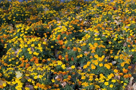 Carpet from flowers