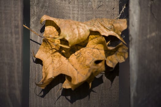 maple leaf