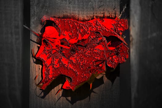 maple leaf