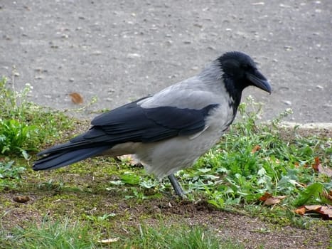 raven looking for a food on the grass      