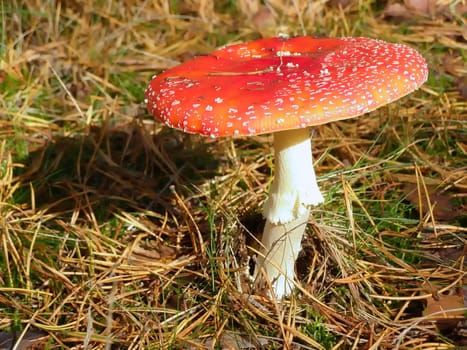 fly agaric among dry acerose leaf  in the forest     