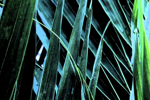 Close-up of green blades of grass with a water droplet.
