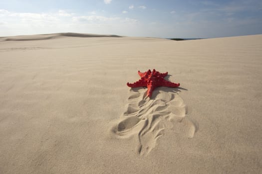 Starfish on a yellow sand beach 