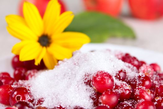 Cowberry in sugar against a yellow flower removed close up