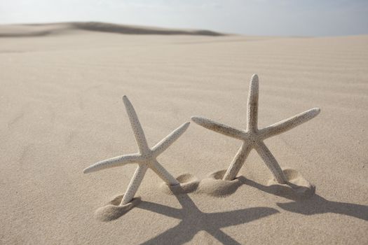 Starfish on a yellow sand beach 