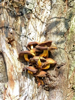 heap of mushroom  growing on the forest tree