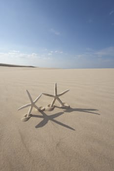 Starfish on a yellow sand beach 