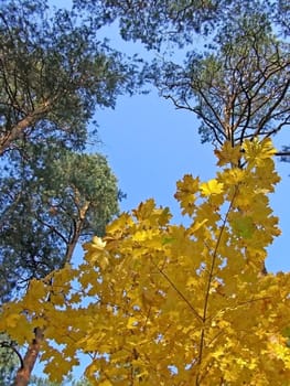 look on the sky through foliage and conifer branches 