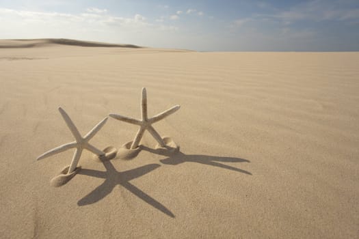 Starfish on a yellow sand beach 