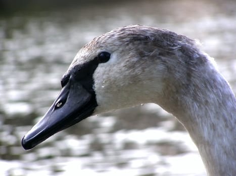 portret of swan nestling against of the water background  