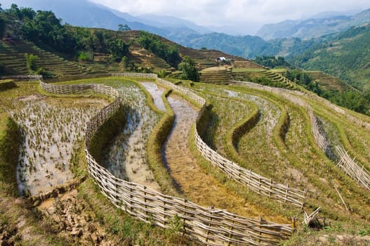 Northern region Sapa rice field.