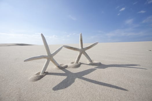 Starfish on a yellow sand beach 