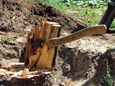 The stub of a tree in which has got stuck an axe of the woodcutter