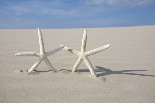 Starfish on a yellow sand beach 