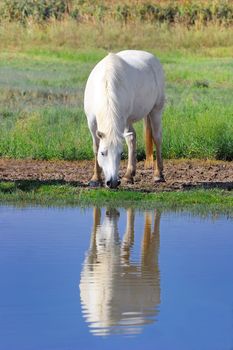 Camargue horse eating grass mirrored into the water