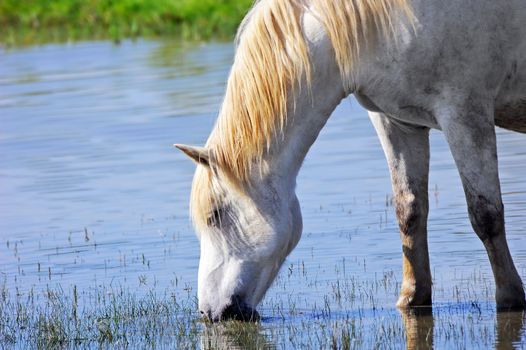 Camargue horse drinking water in a pond