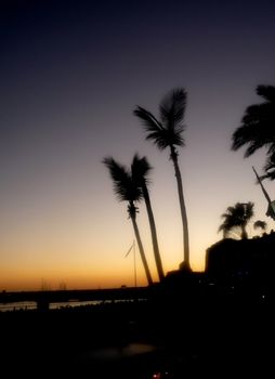 A sunset with palm trees in the foreground